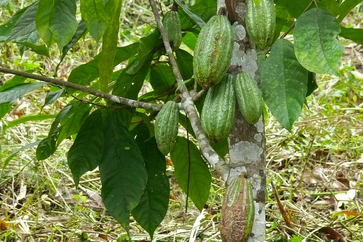 From Bean to Cup: Authentic Costa Rican Highland Coffee Farm & Tasting Tour — San José & Alajuela Highlands